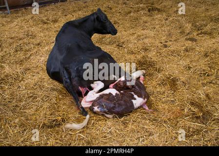 Hausrinder, Holstein-Kuh mit neugeborenem Red Holstein-Bullen-Kalb, in Strohkälberhof, Cheshire, England, Vereinigtes Königreich Stockfoto