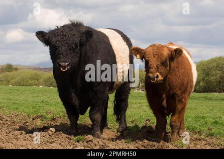 Hausrinder, Belted Galloway, reifer schwarzer Stier und junger roter Stier, auf Weide stehend, Dumfries und Galloway, Schottland, Frühling Stockfoto