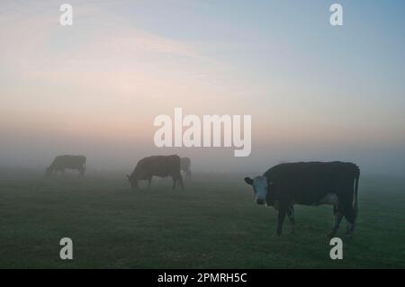 Hausrinder, Hereford x Holstein Friesian-Kühe, die bei Sonnenaufgang im Nebel weiden, Elmley Marshes, North Kent Marshes, Kent, England, Vereinigtes Königreich Stockfoto