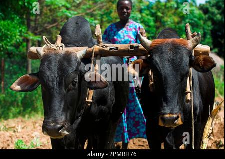 Hausrinder, Ochsen im Joch, Nahaufnahme der Köpfe, Pflugfeld, Mbale, Uganda Stockfoto