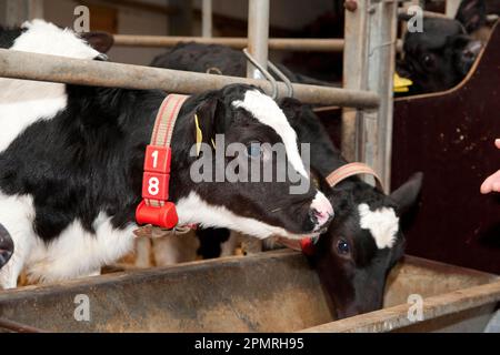 Milchrinder, Holstein Friesian-Kälber, die Transponder tragen, um den automatischen Milchfüller im klimatisierten Kälberhalter zu bedienen Stockfoto