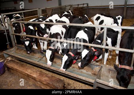 Milchrinder, Holstein Friesian-Kälber, die Transponder tragen, um den automatischen Milchfüller im klimatisierten Kälberhalter zu bedienen Stockfoto