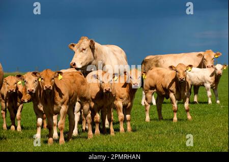 Hausrinder, Blonde d'Aquitaine, Kühe mit Kälbern, auf Weide stehende Herde, England, Vereinigtes Königreich Stockfoto