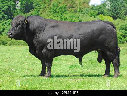 Hausrinder, weißer schwarzer Stier, auf Weide stehend, bei Helston, Cornwall, England, Großbritannien Stockfoto