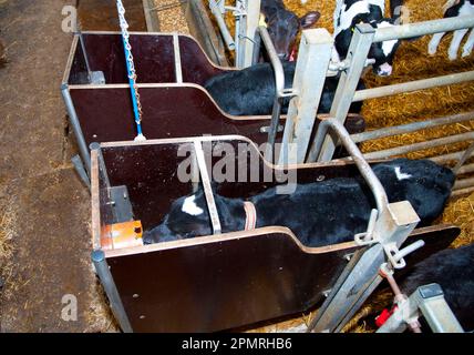 Milchwirtschaft, Abstammung Holstein Friesian Kälber, Fütterung, Tragen von Transpondern, um automatischen Milchtrinker in einem klimatisierten Kälberstall zu bedienen Stockfoto