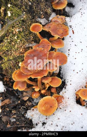 In der Wildnis im Wald winterliche Pilze wachsen Flammulina velutipes Stockfoto