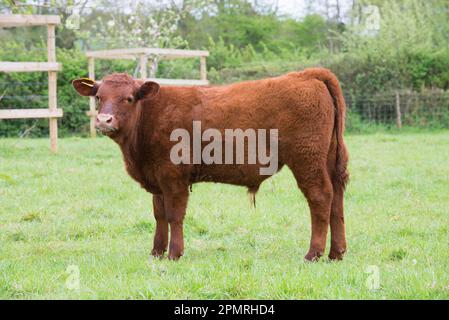 Hausrinder, Red Ruby Devon Kalb, auf Weide stehend, Exeter, Devon, England, Vereinigtes Königreich Stockfoto