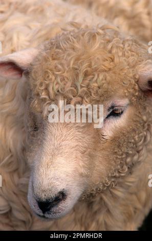 Hausschafe, Devon Closewool-Mutterschafe, Nahaufnahme des Kopfes, Stithians Show, Cornwall, England, Vereinigtes Königreich Stockfoto