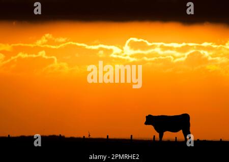 Hausrinder, Kuh, auf Weideland stehend, Silhouette bei Sonnenaufgang, Elmley Marshes N. N. R. Isle of Sheppey, Kent, England, Herbst Stockfoto