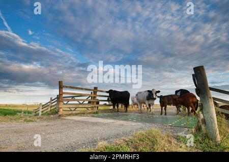 Hausrinder, Kühe mit Kälbern, Herde neben Rindergitter auf weidendem Sumpf bei Sonnenaufgang, Elmley Marshes N. R. North Kent Marshes, Isle of Stockfoto