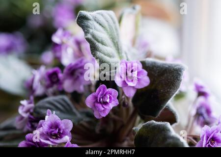 Afrikanische Veilchen saintpaulia im Topf auf Fensterbank, Makro-Nahaufnahme Stockfoto