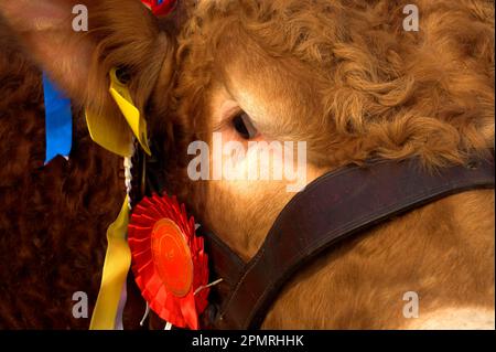 Limousin-Rinder, Nahaufnahme von Champion Bull's Head, Rosetten zeigen, England, Großbritannien Stockfoto