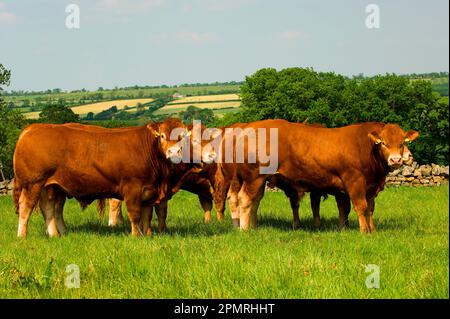 Hausrinder, junge Zuchtbullen der Limousin-Rasse, Gruppe, die auf dem Feld steht, England, Sommer Stockfoto