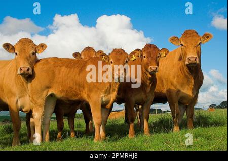 Hausrinder, Limousin-Herde, auf der Weide stehend, Lancashire, England, Vereinigtes Königreich Stockfoto