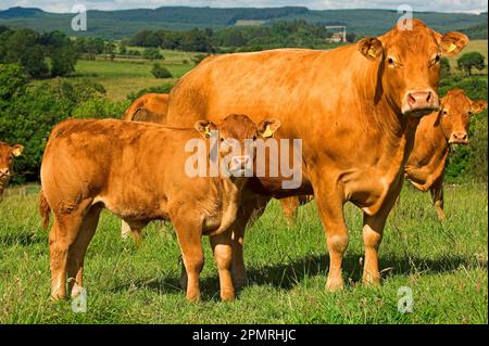 Hausrinder, Limousinkuh und Kalb, auf Weide stehend, Lancashire, England, Vereinigtes Königreich Stockfoto