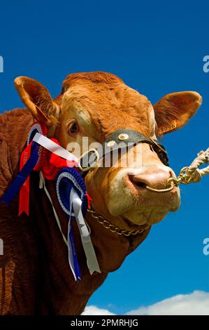 Hausrinder, Limousin-Bulle, Halbweltmeister bei der Show, Nahaufnahme des Kopfes, Schottland, Großbritannien Stockfoto