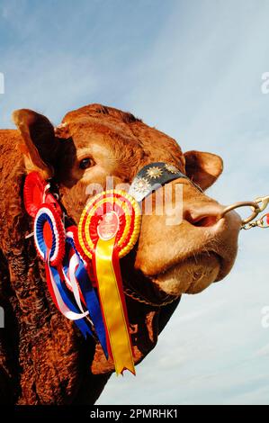 Hausrinder, Limousin-Bulle, Nahaufnahme des Kopfes, Champion mit Rosetten, England, Großbritannien Stockfoto