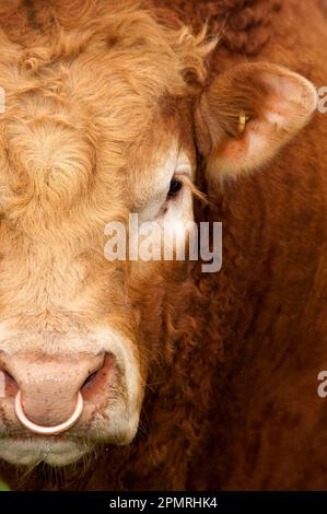 Hausrinder, Limousin, Stier, Nahaufnahme des Gesichts, mit Ring durch die Nase, England, Großbritannien Stockfoto