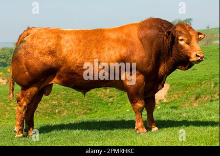 Hausrinder, Limousin-Bulle, auf Weide stehend, Cumbria, England, Vereinigtes Königreich Stockfoto