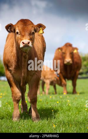 Hausrinder, Limousin, Jungkalb, mit Kuh und Kalb im Hintergrund, auf einer Weide in einem Bergbetrieb, Lancashire, England, Vereinigtes Königreich Stockfoto