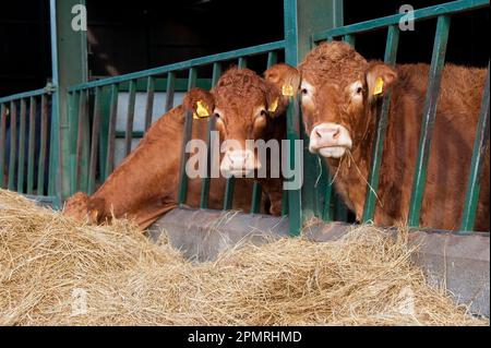 Hausrinder, Limousin-Herde, die sich von Heu hinter Futtersperren in der Scheune ernährt, England, Vereinigtes Königreich Stockfoto