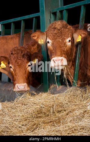 Hausrinder, Limousin-Herde, die sich von Heu hinter Futtersperren in der Scheune ernährt, England, Vereinigtes Königreich Stockfoto