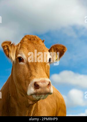 Hausrinder, Limousin-Rinder, Nahaufnahme des Kopfes, Weiden, Cumbrien, England, Vereinigtes Königreich Stockfoto