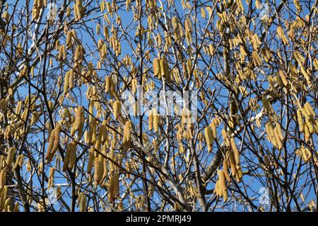 Gemeine Hasel (Corylus avellana) im Frühling blüht im Wald Stockfoto