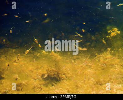 Saline Garnelen Artemia salina in einem hypersalzierten Reservoir (50 ppm) schwimmt kopfüber. Halophile Krebstiere. Südsee Sivash. Nördliches Schwarzes Meer. Artemi Stockfoto