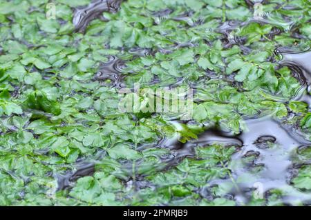 Nasturtium officinale wächst in der Wildnis am Rand des Reservoirs Stockfoto