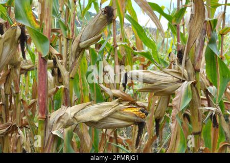 Ein Rob, der auf einem Feld gereift ist, auf einem Maisstängel Stockfoto
