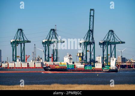 Der Antwerpener Hafen an der Schelde gilt als zweitgrößter Seehafen in Europa, Containerterminal lPSA Europa Terminal, Flandern, Belgien Stockfoto