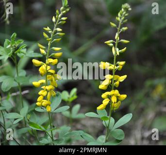 Lembotropis nigricans wächst im Sommer in der Wildnis Stockfoto