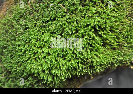 Im Wald in der Wildnis wächst auf dem Stein Moos Anomodon Stockfoto