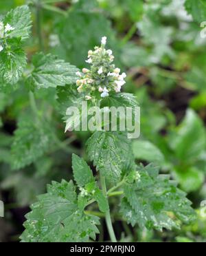 Melissa (Melissa officinalis) blüht auf einem Strauchzweig Stockfoto