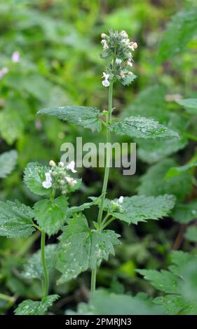 Melissa (Melissa officinalis) blüht auf einem Strauchzweig Stockfoto