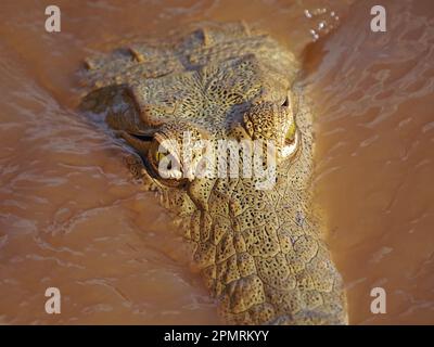 Nahaufnahme des lauernden Nilkrokodils (Crocodylus niloticus) in trüben Gewässern des Flusses Galana, Kulalu, Kenia, Afrika Stockfoto