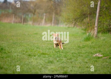 Harzer Fox, Welpe, 3 Monate Stockfoto