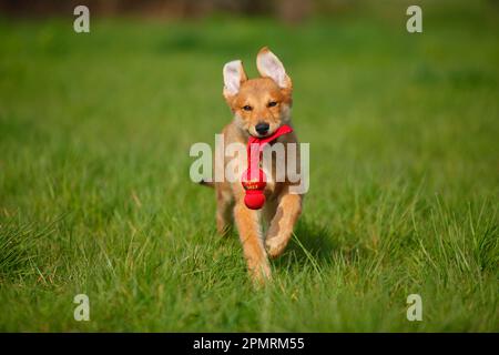 Harzer Fox, Welpe, 3 Monate Stockfoto