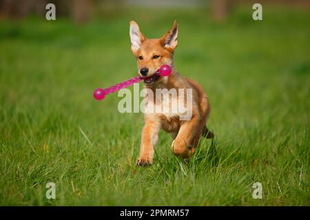 Harzer Fox, Welpe, 3 Monate Stockfoto