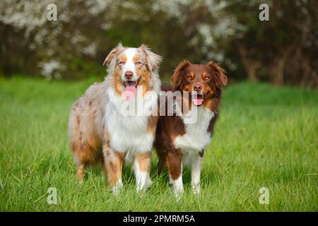 Australian Shepherds, Red-Tri und Red-Merle Stockfoto