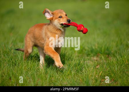 Harzer Fox, Welpe, 3 Monate Stockfoto