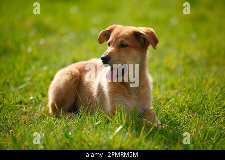 Harzer Fox, Welpe, 3 Monate Stockfoto