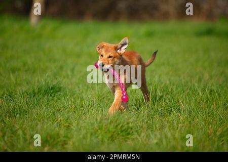 Harzer Fox, Welpe, 3 Monate Stockfoto