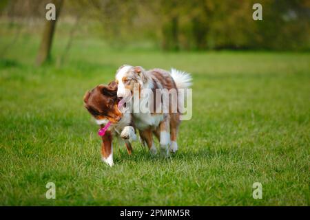 Australian Shepherds, Red-Tri und Red-Merle Stockfoto