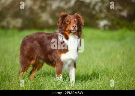 Australian Shepherd, Red-tri Stockfoto