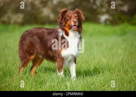 Australian Shepherd, Red-tri Stockfoto