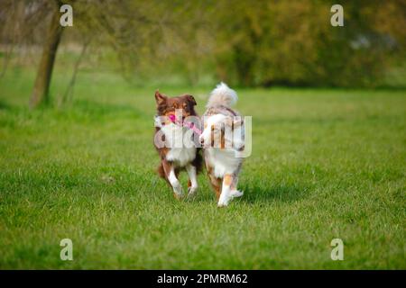 Australian Shepherds, Red-Tri und Red-Merle Stockfoto