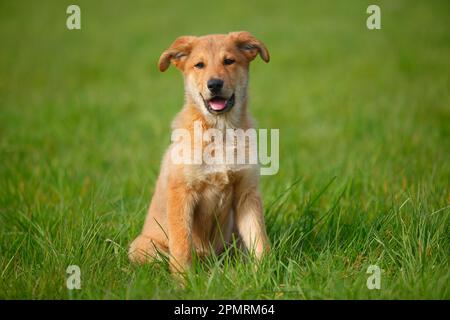 Harzer Fox, Welpe, 3 Monate Stockfoto