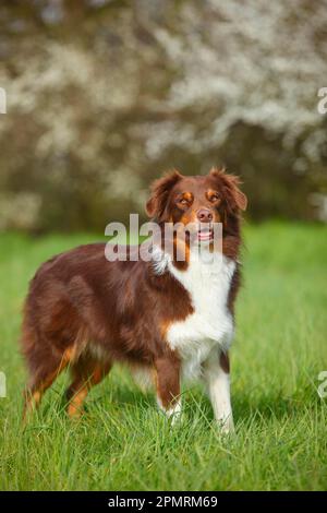 Australian Shepherd, Red-tri Stockfoto